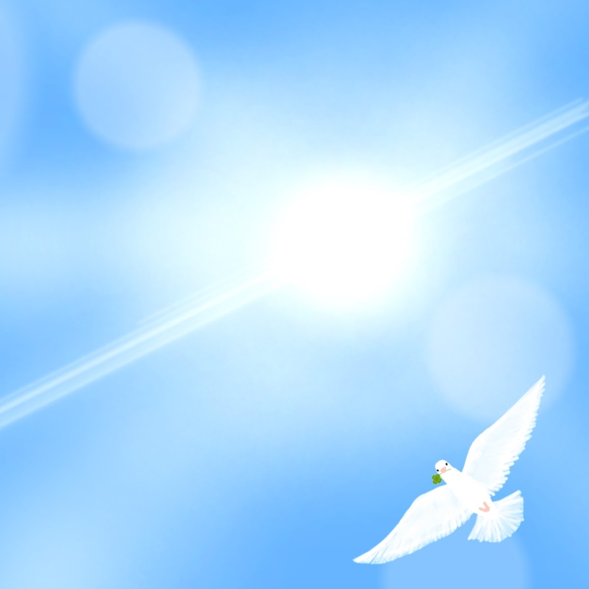 白い鳩